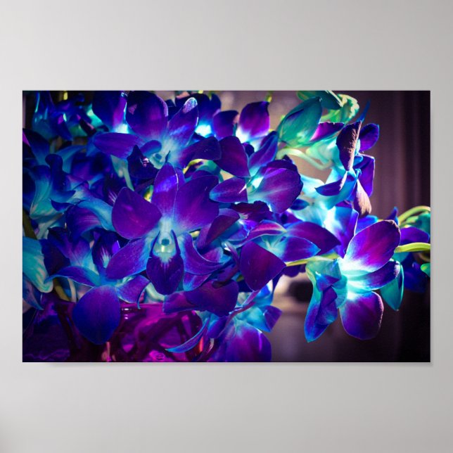 Poster Orchidées violettes et bleues (Devant)