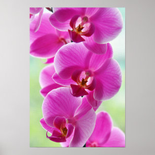 Poster Orchides de Lovely