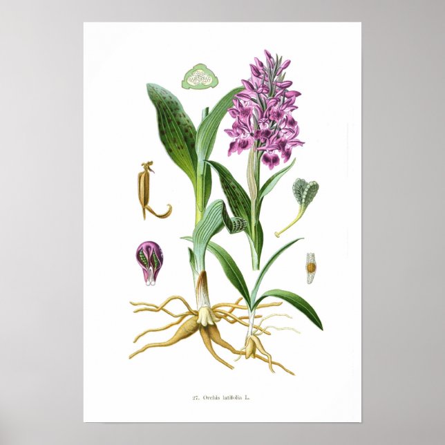 Poster Orchis latifolia (Devant)