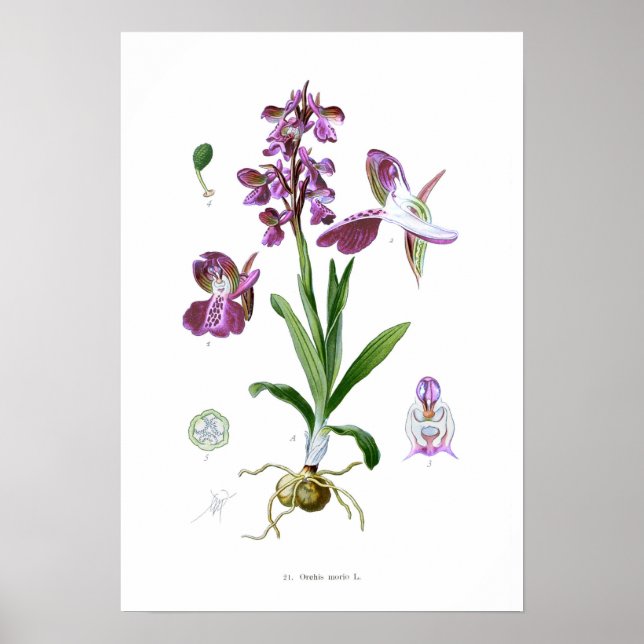 Poster Orchis morio (Devant)