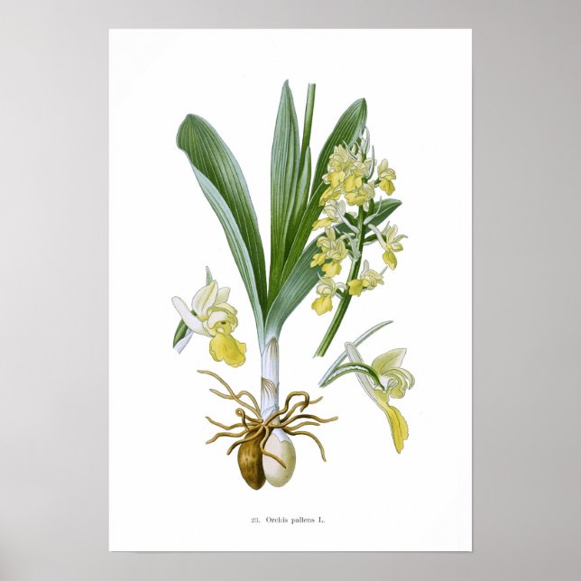 Poster Orchis pallens (Devant)