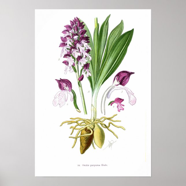 Poster Orchis purpurea (Devant)