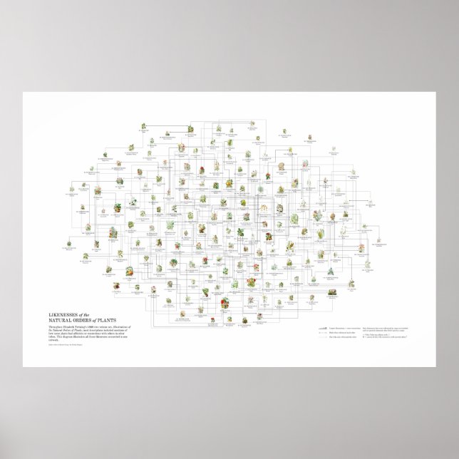 Poster Ordre naturel des Plantes - Probabilités (Devant)