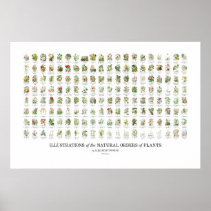 Poster Ordre naturel des Plantes - Toutes les illustratio