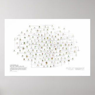 Poster Ordres Naturels des Plantes - Ressemblances