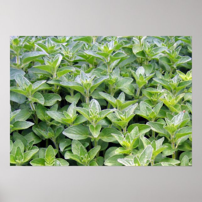 Poster Oregano parfumé (Devant)