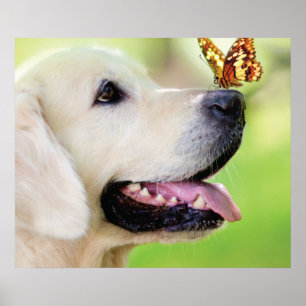 Poster Oreiller À Lancer Du Labrador Et Du Papillon