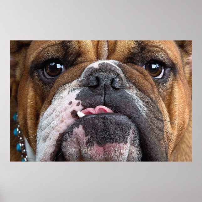 Poster Oreillers à lancer de Bulldog anglais (Devant)