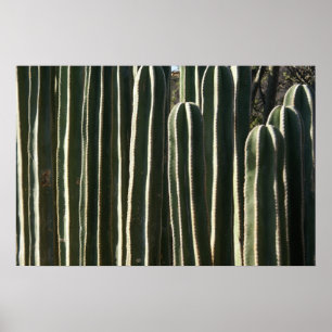 Poster Organ Pipe Cactus