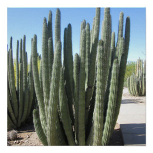 Poster Organe Cactus