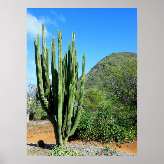 Poster Organe Cactus (Devant)