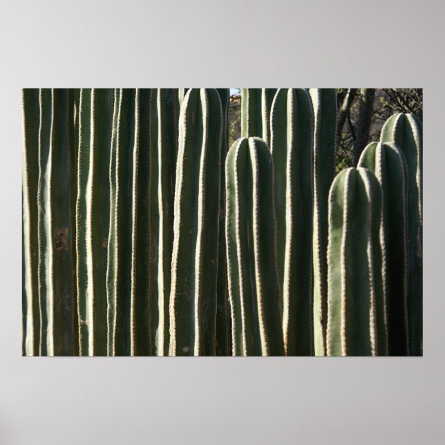 Poster Organe Cactus (Devant)