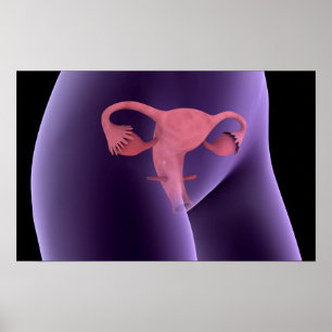 Poster Organe de reproduction féminin, vue par rayons X 2