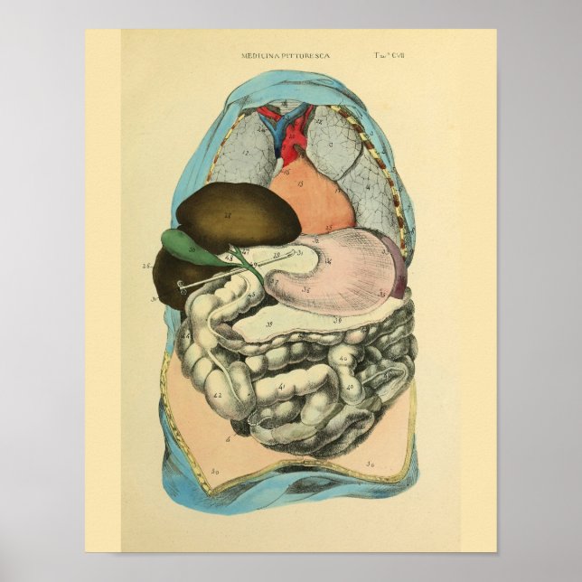 Poster Organes abdominaux Anatomie humaine Art Imprimer (Devant)