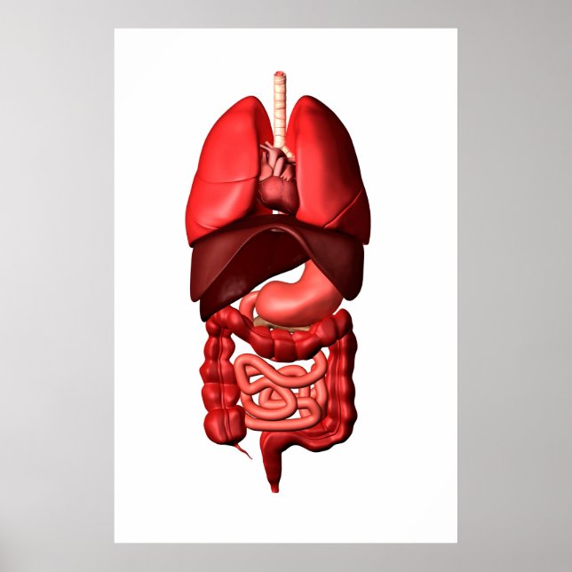 Poster Organes Des Systèmes Respiratoires Et Digestifs (Devant)