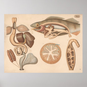 Poster Organes digestifs de grenouille et de perche 1882