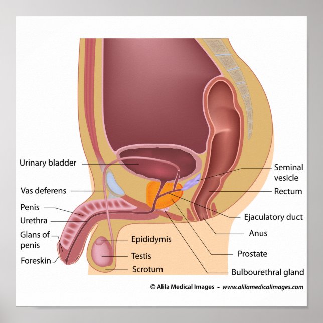 Poster Organes reproducteurs mâles sagittal, diagramme la (Devant)