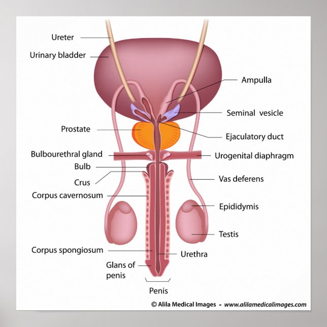 Poster Organes reproducteurs masculins, vue dorsale, étiq (Devant)