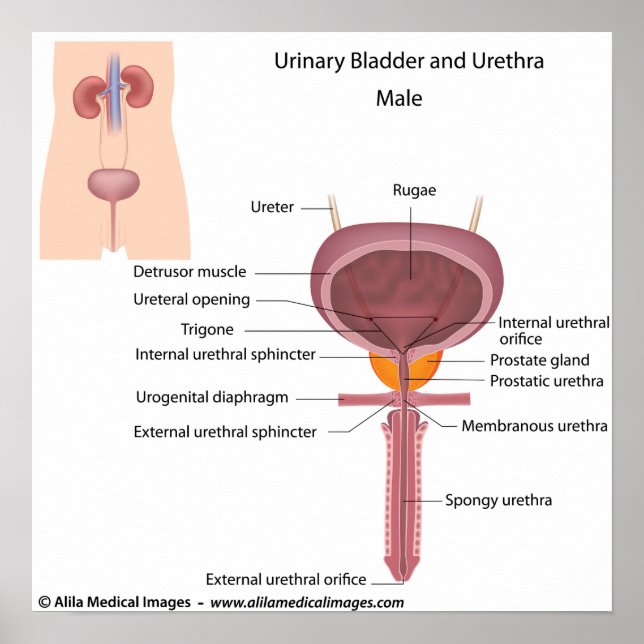 Poster Organes urinaires masculins, labellisés diagramme. (Devant)