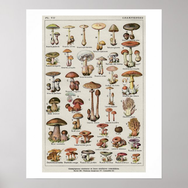 Poster Organigramme des champignons botaniques (Devant)