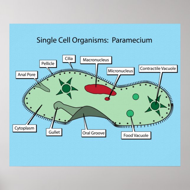 Poster Organismes à cellule unique : Paramecium (Devant)