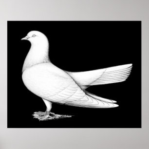Poster Oriental Roller:  Flying Type