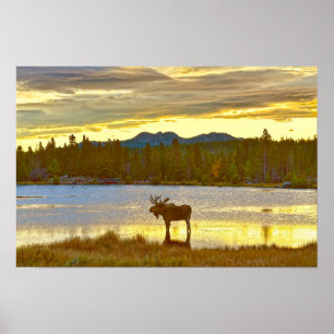 Poster Orignal mâle à Sprague Lake, Colorado, Lever du so