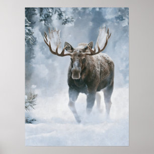 Poster Orignal mâle marchant à travers la neige boréale