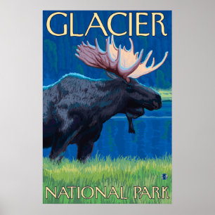 Poster Orignaux la nuit - parc national de glacier, la TA