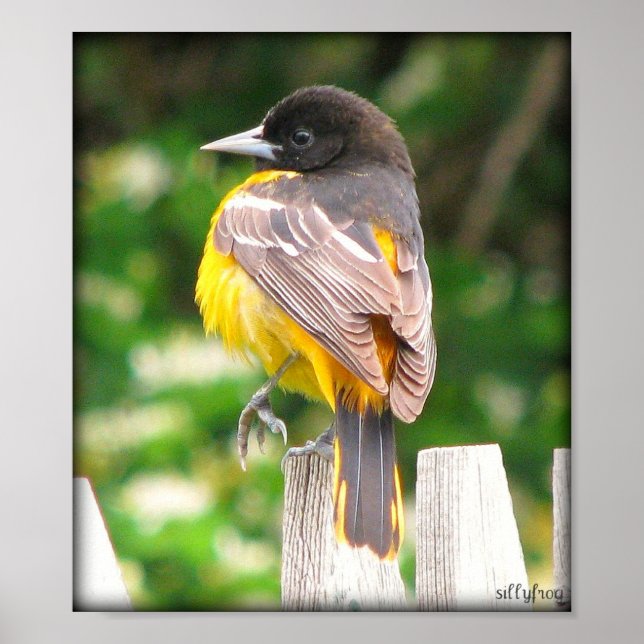 Poster Oriole Baltimore féminin/Imprimer (Devant)
