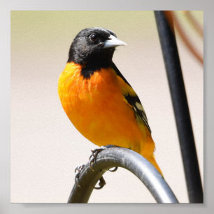 Poster Oriole de Baltimore