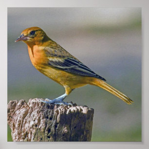 Poster Oriole de Baltimore