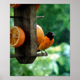 Poster Oriole masculine