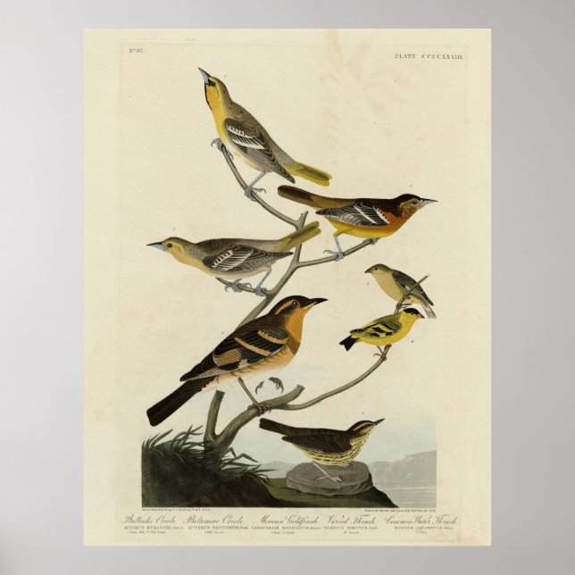 Poster Orioles, Thrushes, des oiseaux d'Amérique d'Audubo (Devant)
