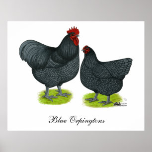 Poster Orpington : Paire bleue