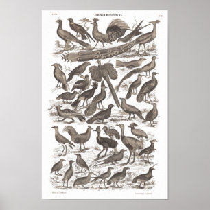 Poster Orthinologie espèces imprimé antique