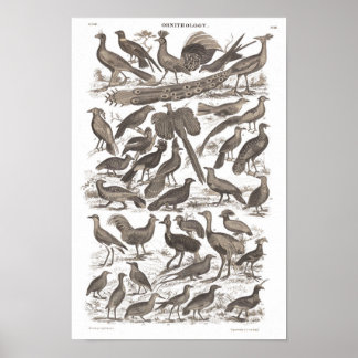 Poster Orthinologie espèces imprimé antique