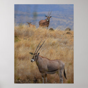 Poster Oryx en Afrique