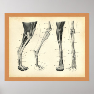 Poster Os à mâchoires Muscle Anatomie vétérinaire Imprime