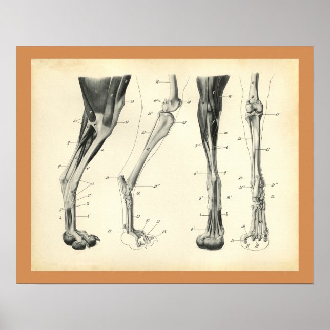 Poster Os à mâchoires Muscle Anatomie vétérinaire Imprime (Devant)