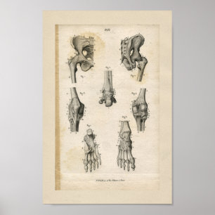 Poster Os à pieds pelviens Anatomie Vintage Imprimer