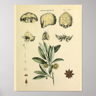 Poster Os crâne Anatomie Herbal Art Imprimer
