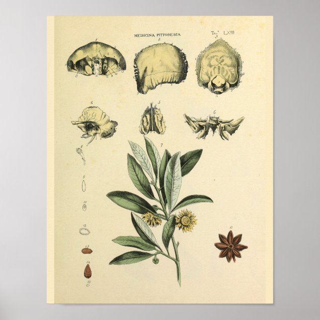 Poster Os crâne Anatomie Herbal Art Imprimer (Devant)