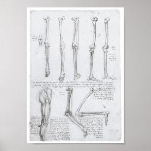 Poster Os de la Basse-Extrémité, Léonard de Vinci