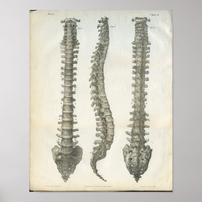 Poster Os de la colonne vertébrale Chiropratique (Devant)