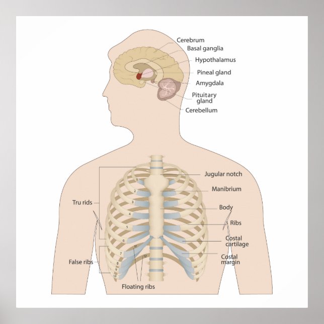Poster Os de la poitrine humaine (Devant)