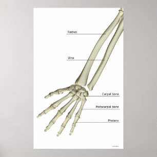 Poster Os de l'avant-bras