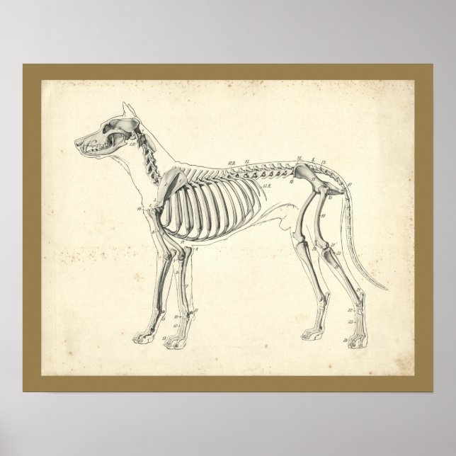 Poster Os de squelette de chien Anatomie vétérinaire Impr (Devant)