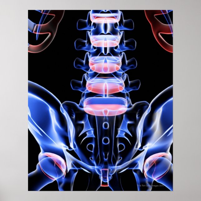 Poster Os du dos inférieur 5 (Devant)