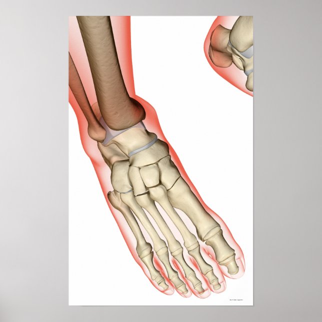 Poster Os du pied 15 (Devant)